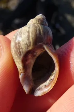 Buccinum baerii thumbnail 3
