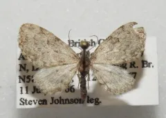 Eupithecia casloata thumbnail 1