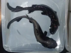 Black Dogfish thumbnail 2