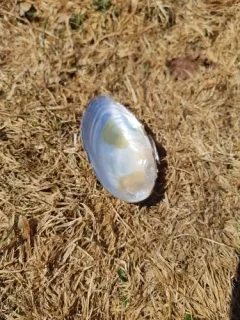Newfoundland Floater thumbnail 2