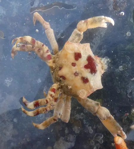 Foliate Kelp Crab