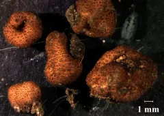 Balsamia quercicola thumbnail 2