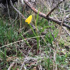 yellow fritillary thumbnail 2