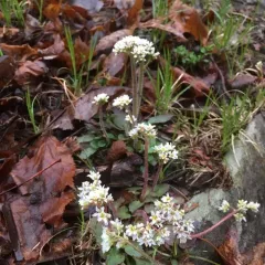 Virginia saxifrage thumbnail 1