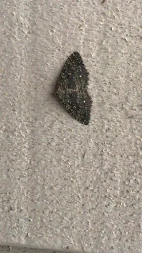 Triphosa californiata