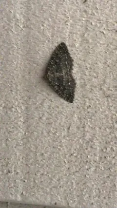 Triphosa californiata thumbnail 1