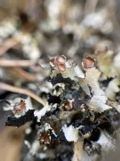 Tinted Rag Lichen thumbnail 4