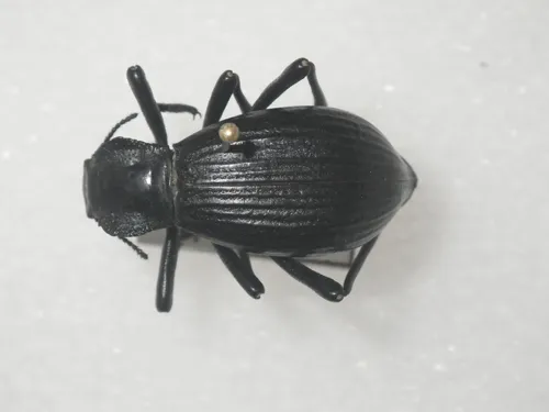 Philolithus elatus
