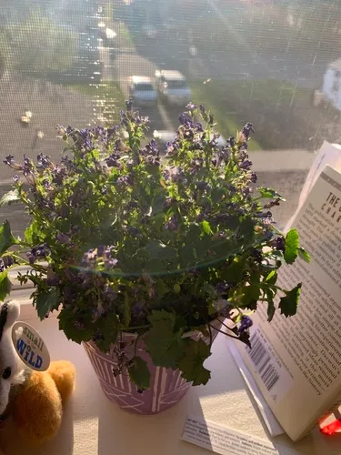 Dalmatian bellflower