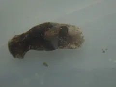 Japanese Bubble Snail thumbnail 1