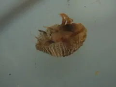 Thorlaksonius brevirostris thumbnail 1