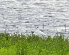 Little Egret thumbnail 3