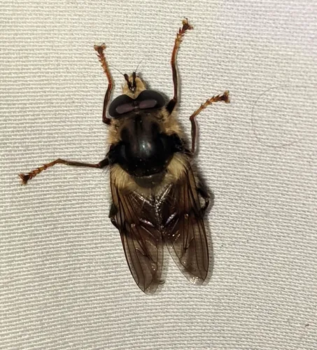 Whiskered Bumble Fly