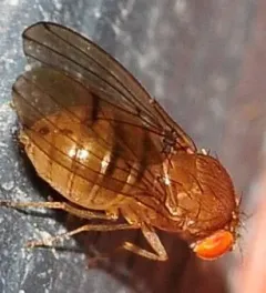 Drosophila tripunctata thumbnail 2