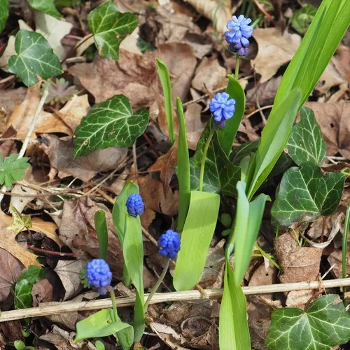 Broad-leaved Grape-hyacinth