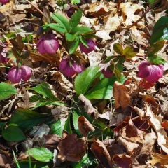 Lenten-rose thumbnail 1