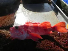 Redbanded Rockfish thumbnail 1