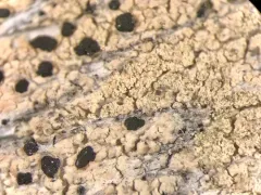 Pycnora sorophora thumbnail 2