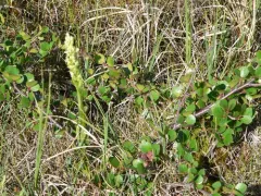 Leafy Northern Green Orchid thumbnail 2