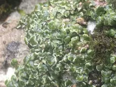 Rimmed Cobblestone Lichen thumbnail 3