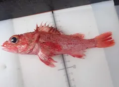 Shortspine Thornyhead thumbnail 1