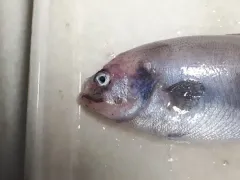 Medusafish thumbnail 4