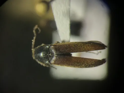 Small Click Beetle