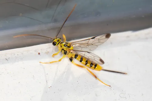 Lycorina glaucomata