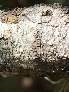 Frosted Wart Lichen thumbnail 4