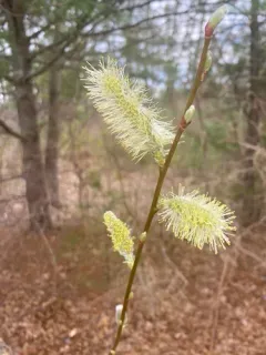 goat willow thumbnail 3