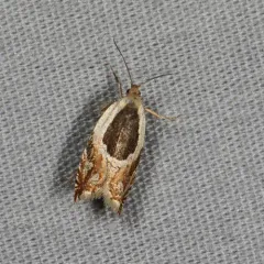 Black-marked Ancylis Moth thumbnail 2