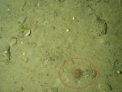 Corallimorphus pilatus thumbnail 3