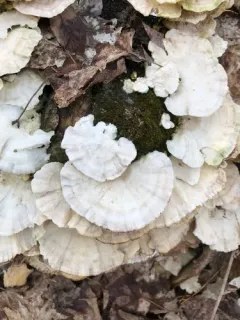 white maze polypore thumbnail 1