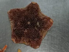 Pincushion Star thumbnail 4