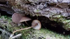 Stump fairy helmet thumbnail 3