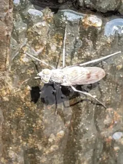 Liancalus genualis thumbnail 3
