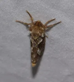Conifer Swift Moth thumbnail 3