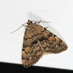 Pale-winged Idia Moth thumbnail 2