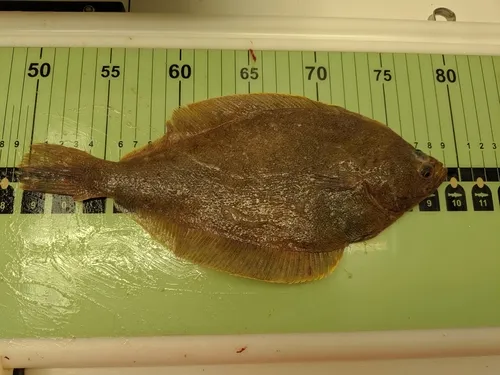 Butter Sole