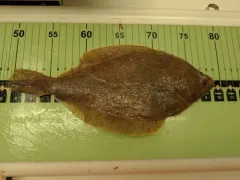 Butter Sole thumbnail 1