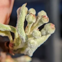 Apple Powdery Mildew thumbnail 2