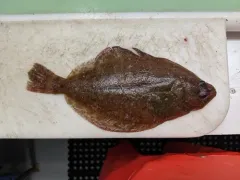 Petrale Sole thumbnail 3