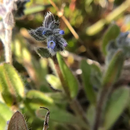 blue forget-me-not