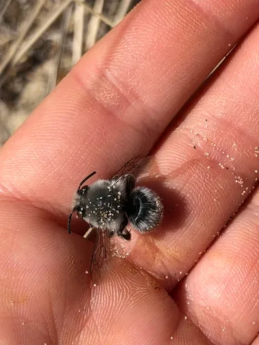 Habropoda miserabilis
