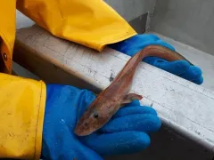 Wattled Eelpout thumbnail 2