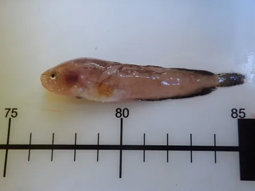Ringtail Snailfish