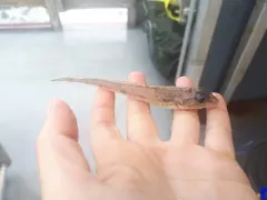 Slim Sculpin thumbnail 3
