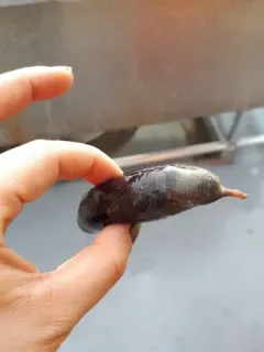 Sweet Potato Sea Cucumber thumbnail 4