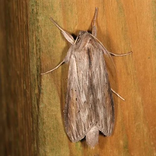 Shark Moth