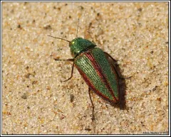 Buprestis salisburyensis thumbnail 4